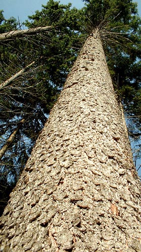Werkstoff Holz